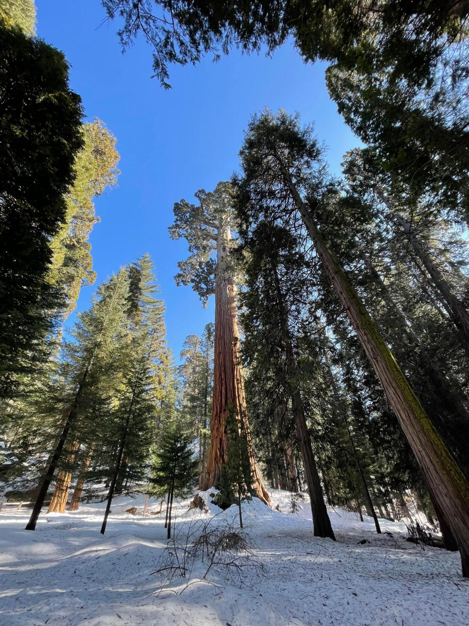 Enchanted Forest Dome ,10-15 Minutes To Kings Canyons-New Pellet Stove For Cozy Warm Nights Dunlap Екстер'єр фото